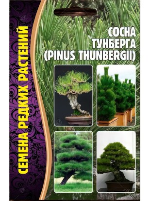 Сосна Тунберга [Семена редких растений]