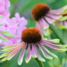 Эхинацея Грин Энви (Green Envy) купить с доставкой