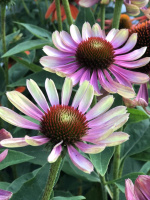 Эхинацея Грин Энви (Green Envy)