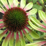 Эхинацея Грин Энви (Green Envy) купить с доставкой