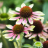 Эхинацея Грин Энви (Green Envy) купить с доставкой