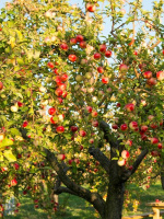 Яблоня Мельба