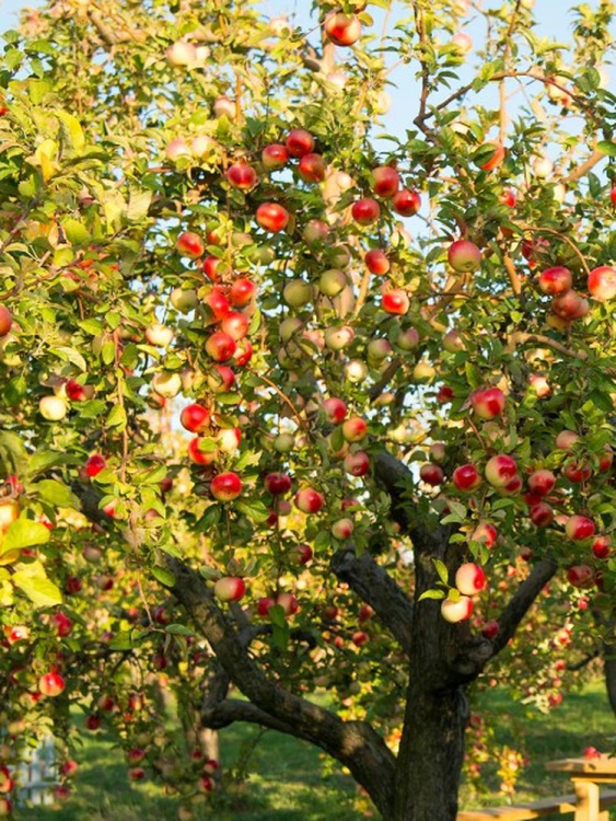 Яблоня Мельба купить с доставкой