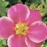 Лапчатка Пинк Парадайз (Pink Paradise)