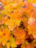 Пузыреплодник Эмбер Джубили (Amber Jubilee)