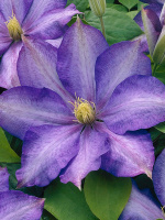 Клематис Даниэль Деронда (Daniel Deronda)