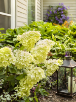 Гортензия Литл Лайм (Little Lime) метельчатая