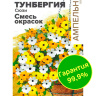 Тунбергия Сюзи Смесь окрасок [Семена алтая]
