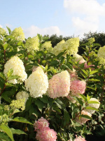 Гортензия Пинкачу (Pinkachu) метельчатая