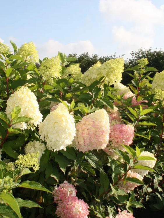 Гортензия Пинкачу (Pinkachu) метельчатая купить с доставкой