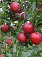 Яблоня Красная горка