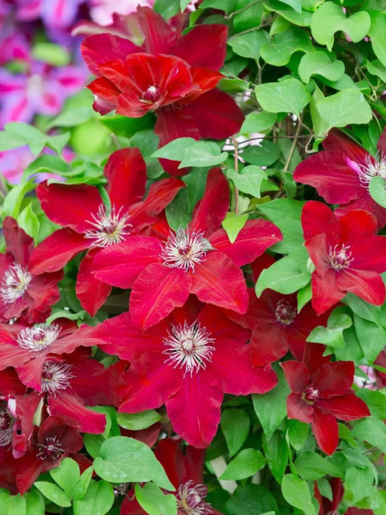 Клематис Солидарность (Solidarnosc) купить с доставкой