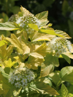 Пузыреплодник Ангел Голд (Angel Gold)