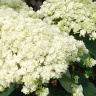 Гортензия Дабл Аннабель (Double Annabelle) древовидная