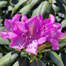 Рододендрон Ледебура купить с доставкой