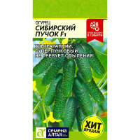 Огурец Сибирский Пучок + подарок  [Семена алтая]