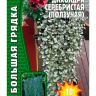 Дихондра серебристая Большая клумба [Семена редких растений]