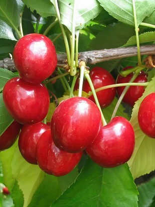 Вишня Любская