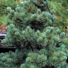 Сосна обыкновенная Голубая (Glauca)