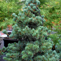 Сосна обыкновенная Голубая (Glauca)