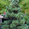 Сосна обыкновенная Голубая (Glauca) купить с доставкой