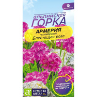 Армерия Блестящая роза приморская [Семена алтая]