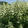 Гортензия Левана (Levana) метельчатая купить с доставкой