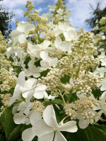 Гортензия Левана (Levana) метельчатая