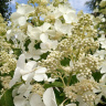 Гортензия Левана (Levana) метельчатая купить с доставкой