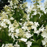 Гортензия Левана (Levana) метельчатая купить с доставкой