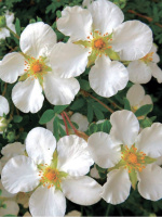 Лапчатка Белая