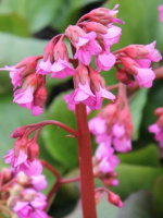 Бадан Винтерглат (Winterglut)