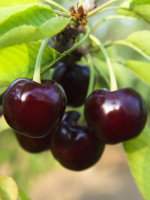 Вишня Молодежная