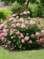 Гортензия Пинк Аннабель (Pink Annabelle) древовидная