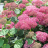 Гортензия Пинк Аннабель (Pink Annabelle) древовидная купить с доставкой