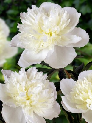 Пион Дюшес де Немур (Duchesse de Nemours) Пион Дюшес де Немур (Duchesse de Nemours)