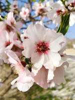 Миндаль горький