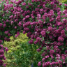 Клематис Пурпуреа Плена Элеганс (Purpurea Plena Elegans) купить с доставкой