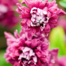 Клематис Пурпуреа Плена Элеганс (Purpurea Plena Elegans) купить с доставкой