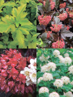 Пузыреплодник Ассортимент