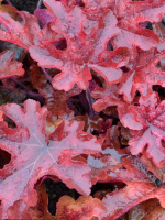 Гейхерелла Ред Ровер (Red Rover)