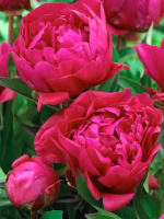 Пион Карл Розенфельд (Karl Rosenfield)