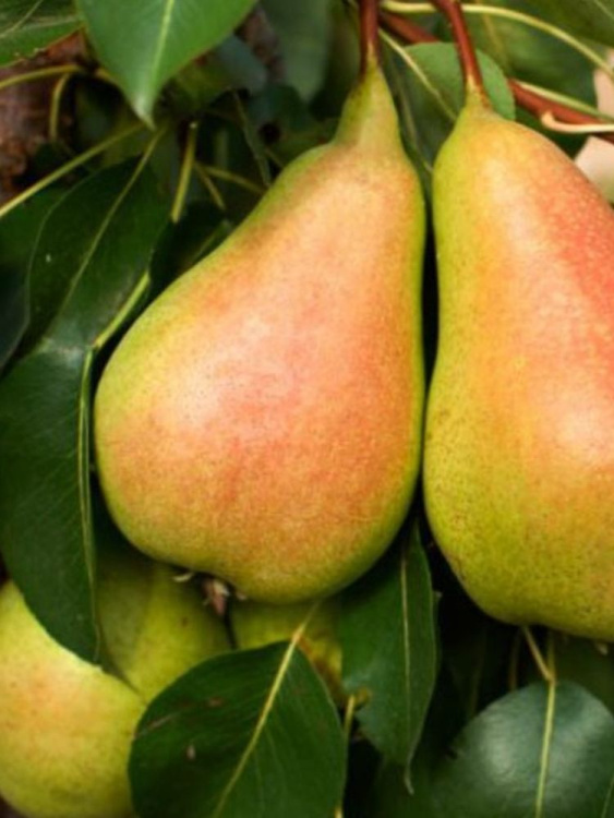 Груша Чижовская купить с доставкой