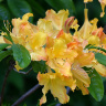 Рододендрон Голден Лайтс (Golden Lights) купить с доставкой