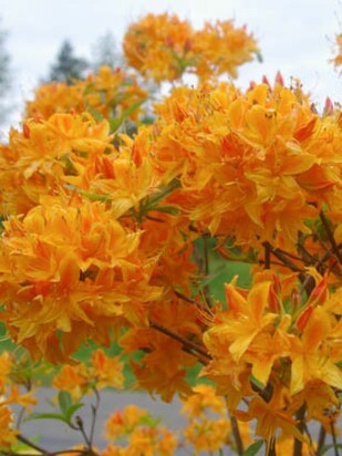 Рододендрон Голден Лайтс (Golden Lights)