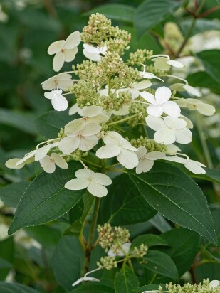 Гортензия Прим Вайт (Prim White) метельчатая Гортензия Прим Вайт (Prim White) метельчатая