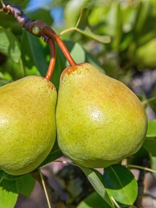 Груша Присто Мария