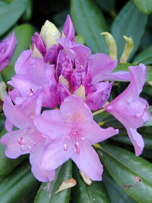 Рододендрон Катевбинский Грандифлорум (Grandiflorum)