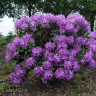 Рододендрон Катевбинский Грандифлорум (Grandiflorum) купить с доставкой