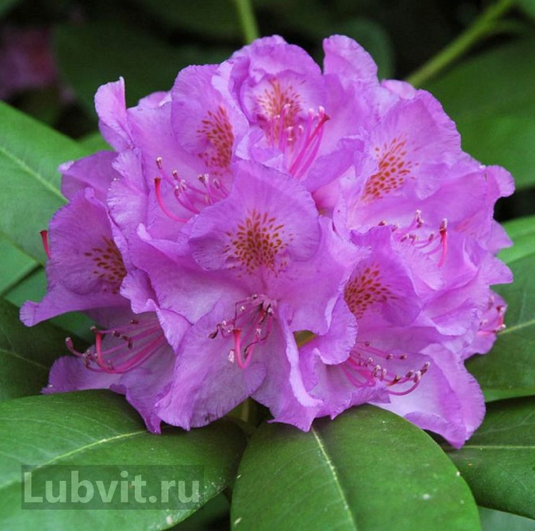 Рододендрон Катевбинский Грандифлорум (Grandiflorum) купить с доставкой